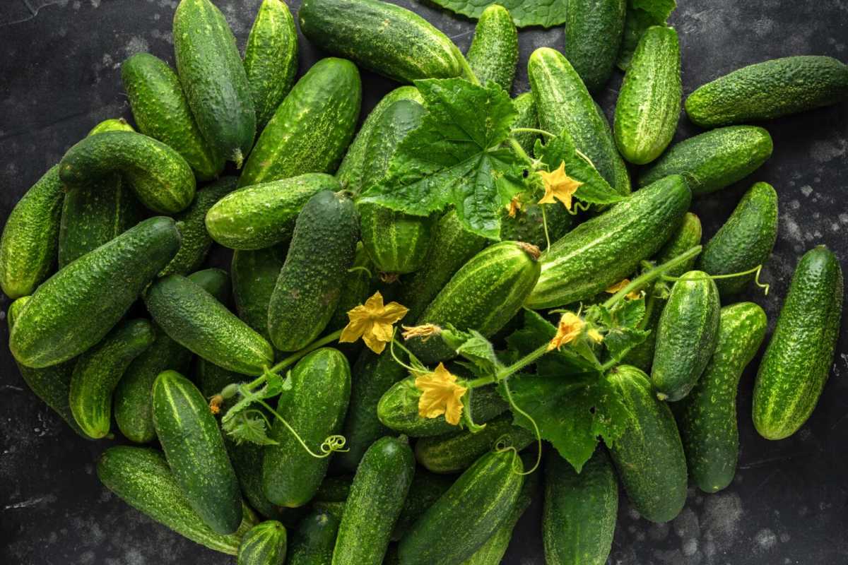 How to Grow Cucumbers From Planting to Harvest