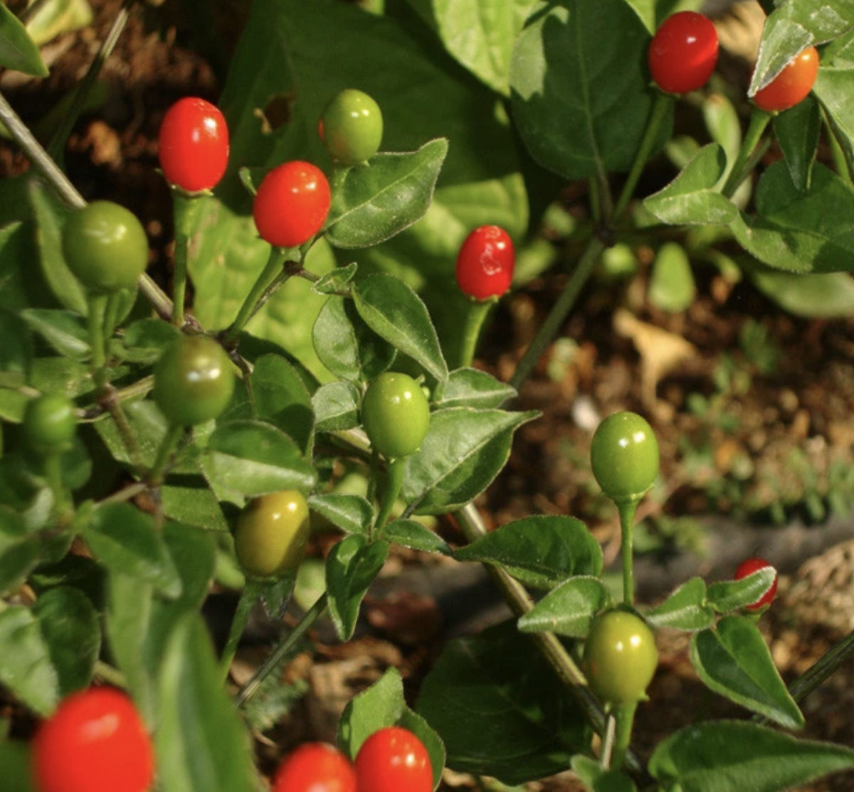 A Guide on How to Grow Chiltepin Chile Peppers...Warning, They're HOT!