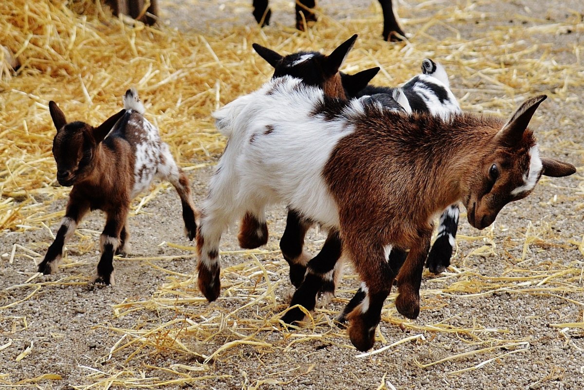 350+ Pet Goat Names for Your New Goat (From Angus to Waffles) - PetHelpful