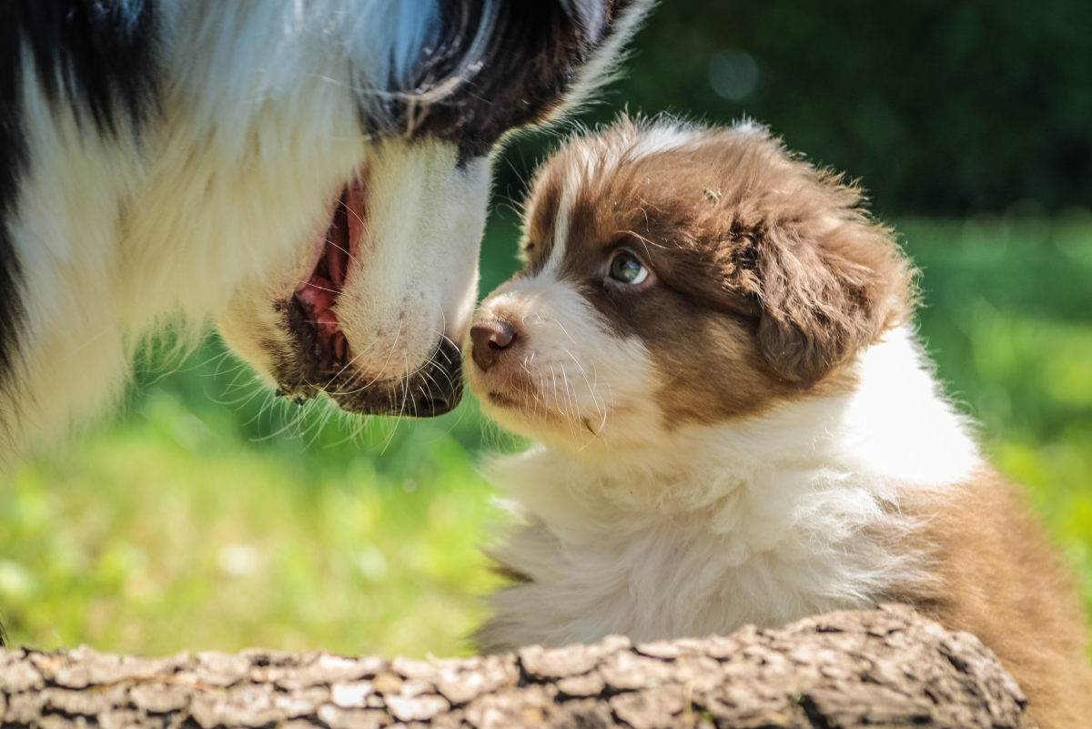 How Do Mother Dogs Discipline Their Puppies?