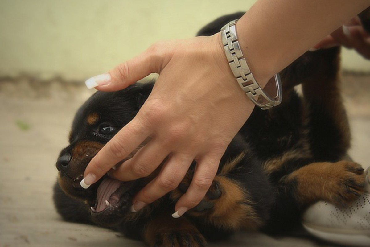 Teaching Bite Inhibition In Puppies PetHelpful