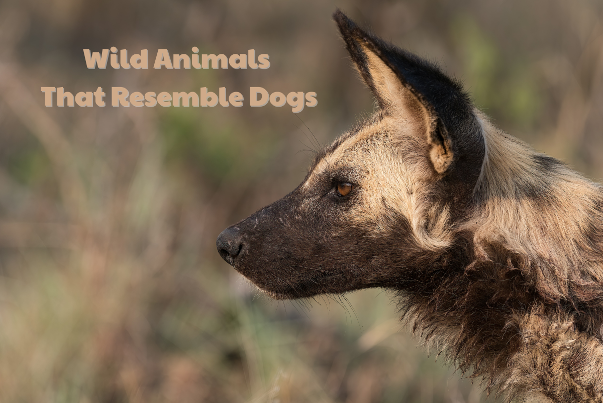 11 Wild Animals That Look Like Dogs PetHelpful