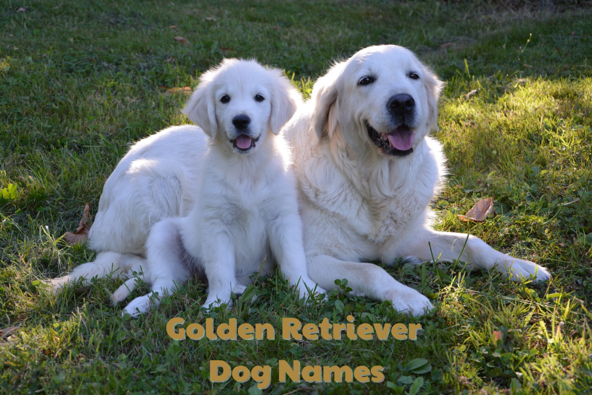 250+ Golden Retriever Dog Names (With Meanings)