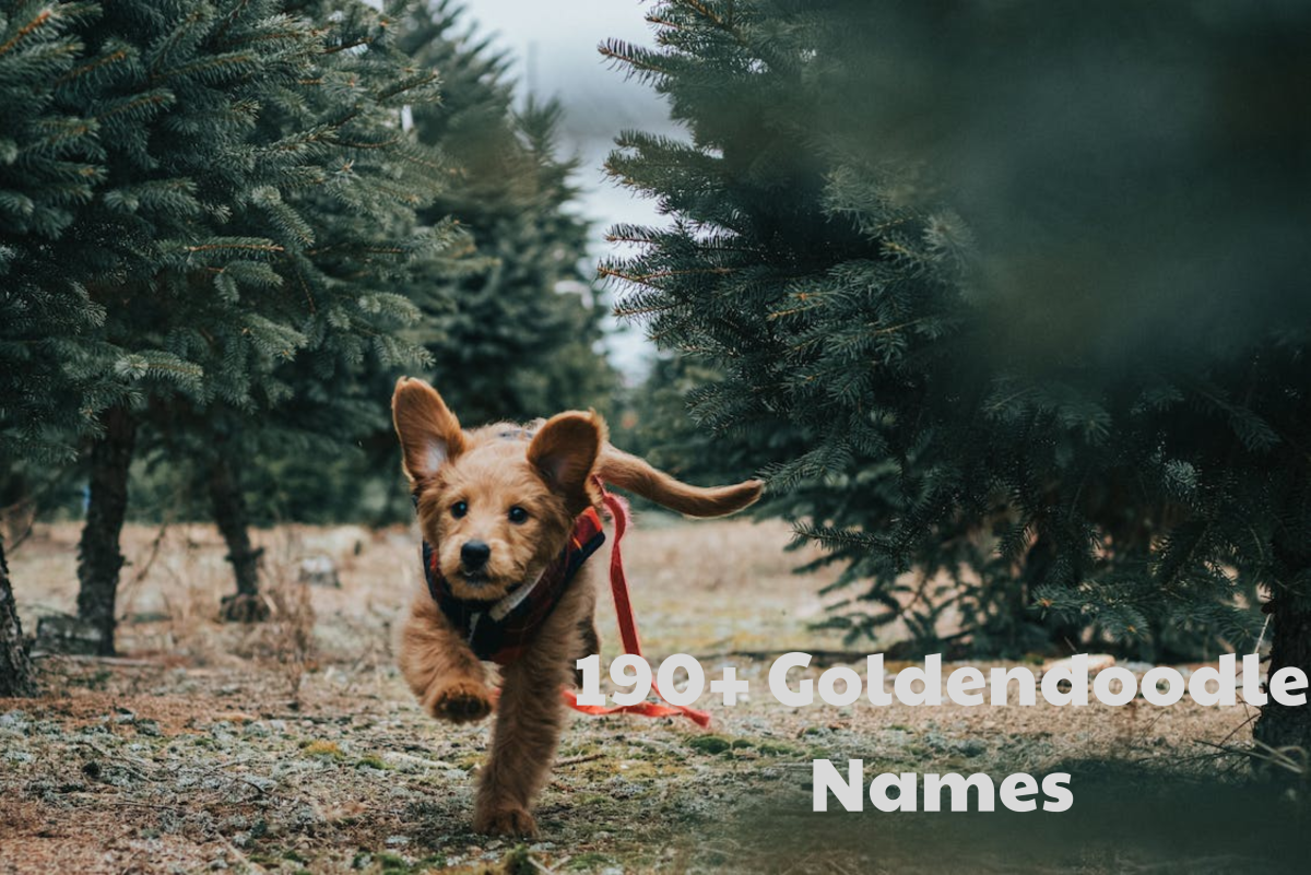 190+ Goldendoodle Dog Names (With Meanings)