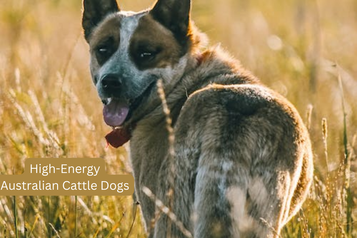Are Australian Cattle Dogs (Heelers) High-Energy?