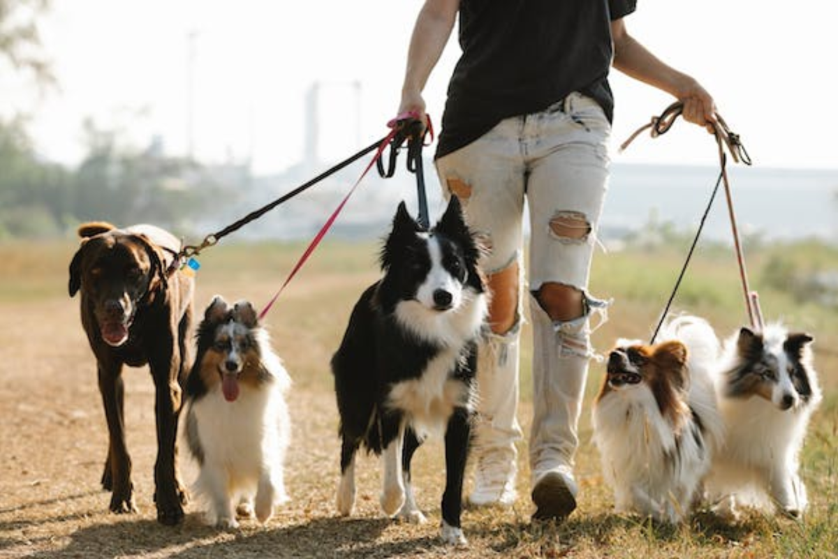 Finding the Right Dog Using an Online Breed Selector - PetHelpful