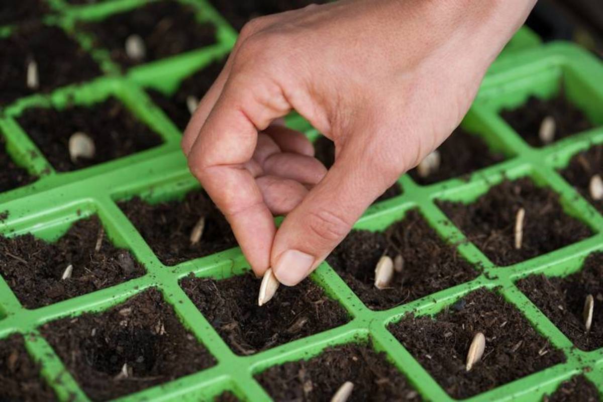 Get Your Green Thumb On: A Beginner's Guide to Seed Starting 101