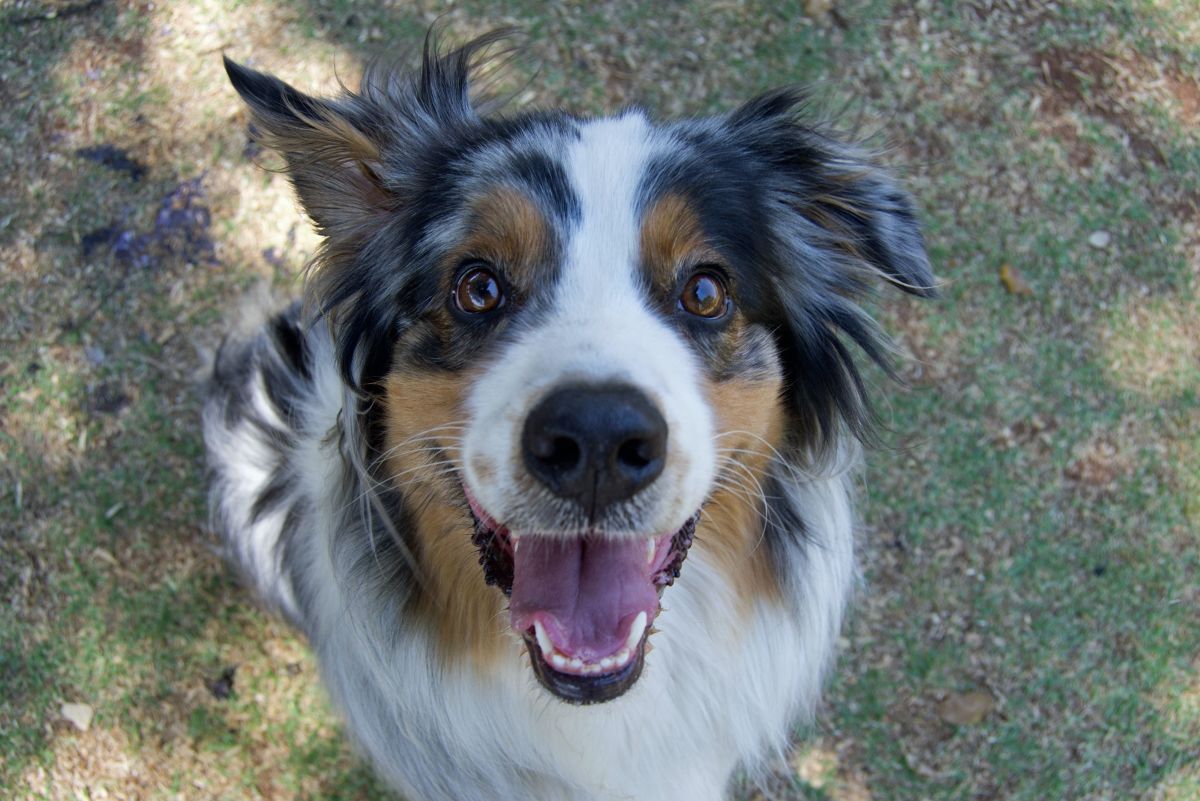 350+ Best Names for Australian Shepherds (With Their Meaning)