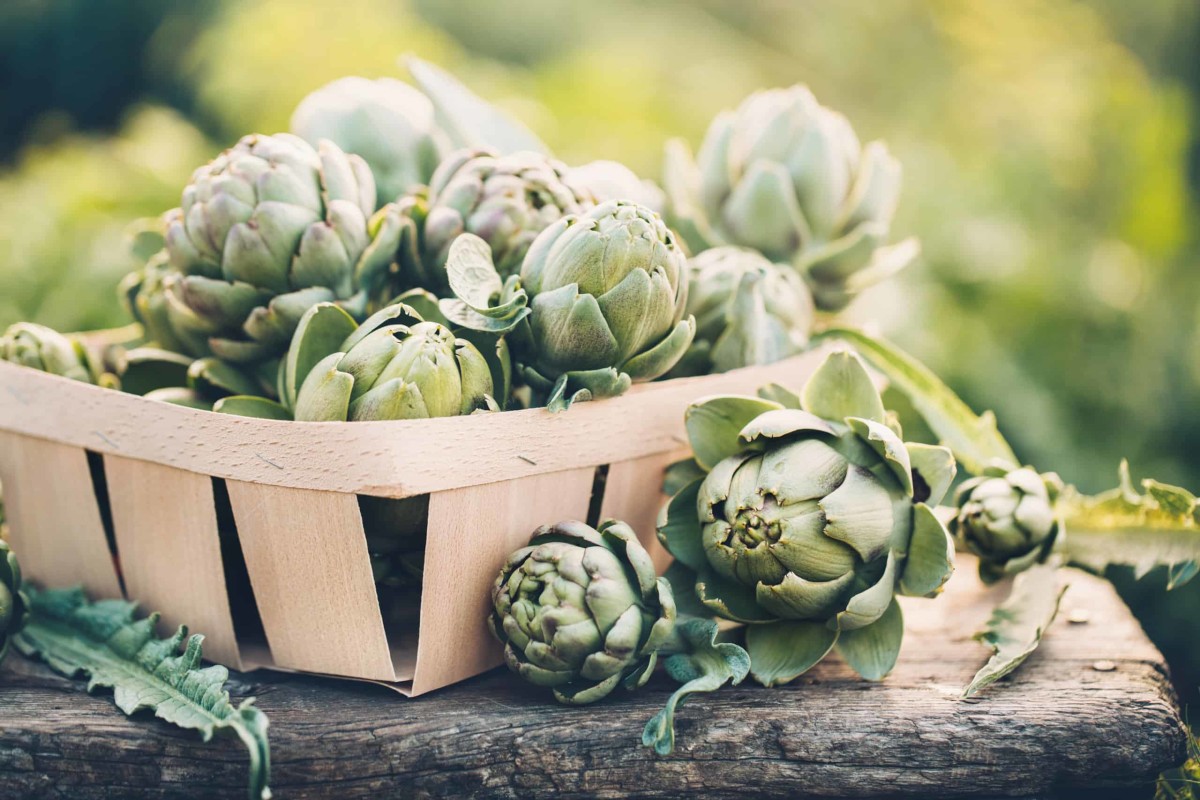 Can Dogs Eat Artichokes? HubPages