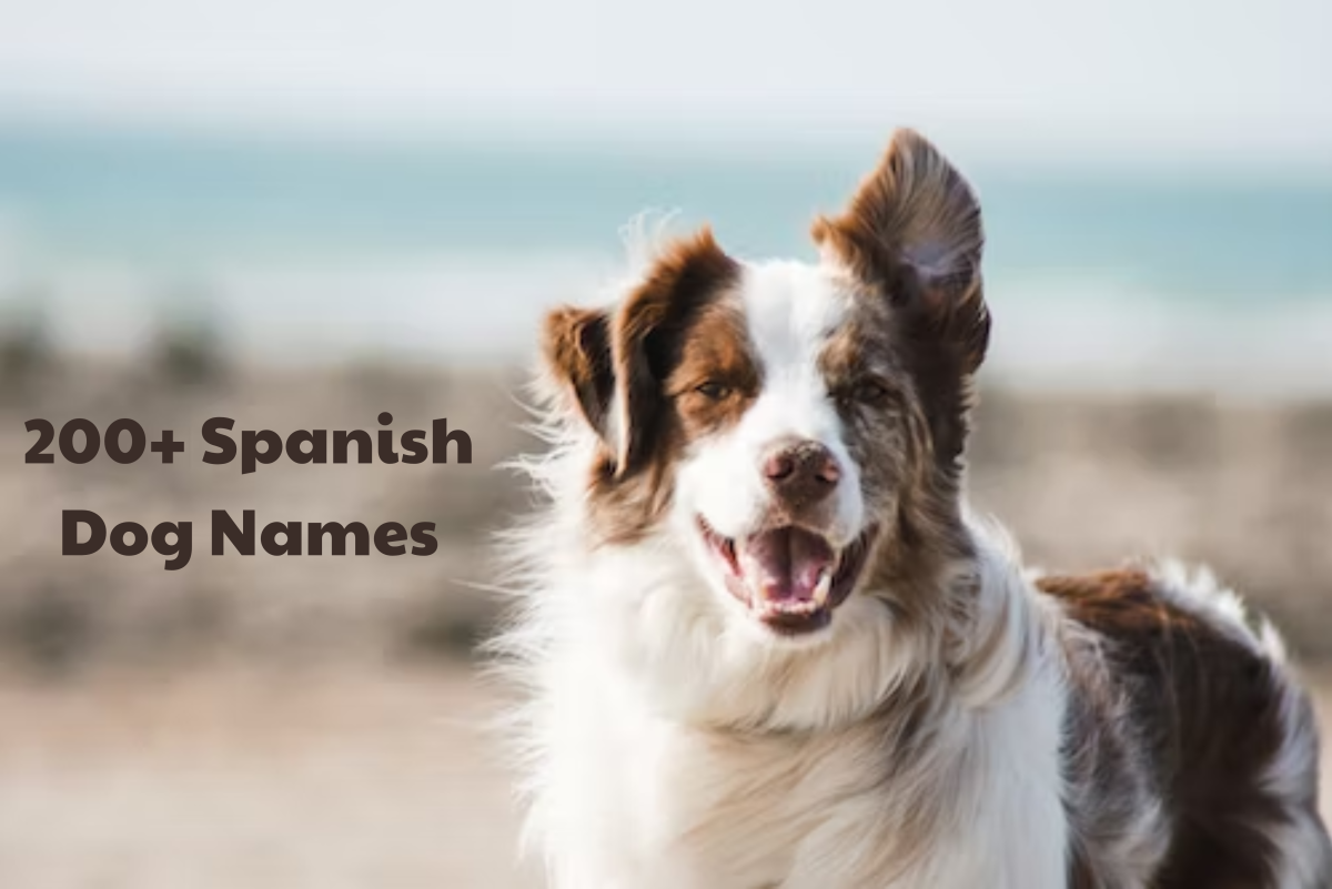 200+ Spanish Dog Names (With Meanings)