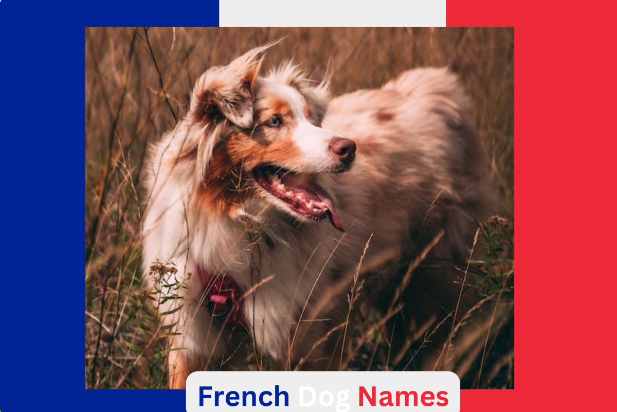 150+ French Dog Names (With Meanings)