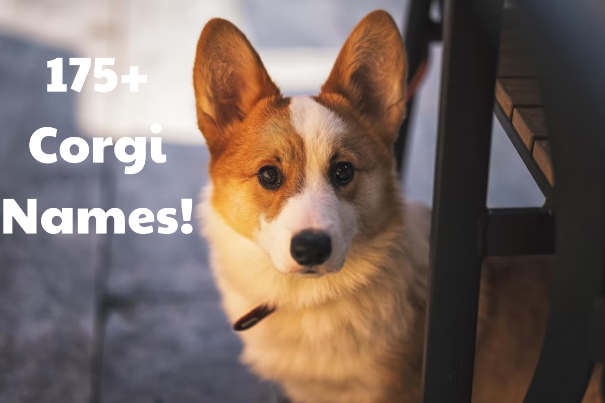 175+ Corgi Dog Names (With Meanings)