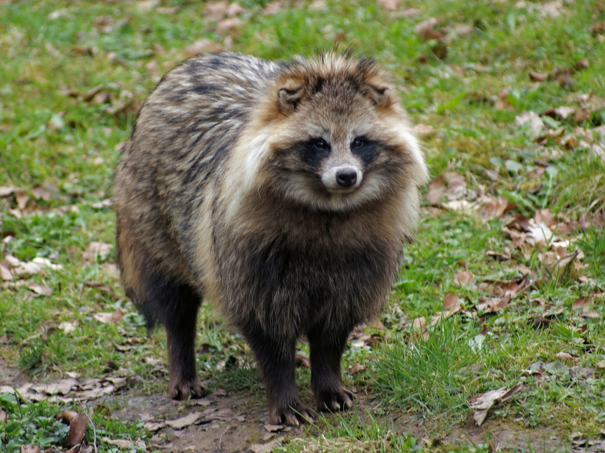 A Closer Look at Raccoon Dogs That Belong in the Wild