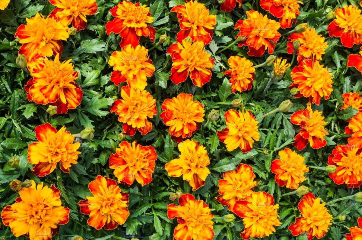 How to Plant Marigolds and Why They Are So Popular!