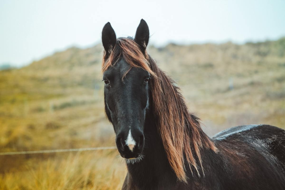 How Long Can Horses Live? - PetHelpful