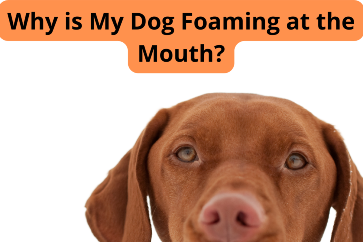 10 Causes of Dogs Foaming at the Mouth