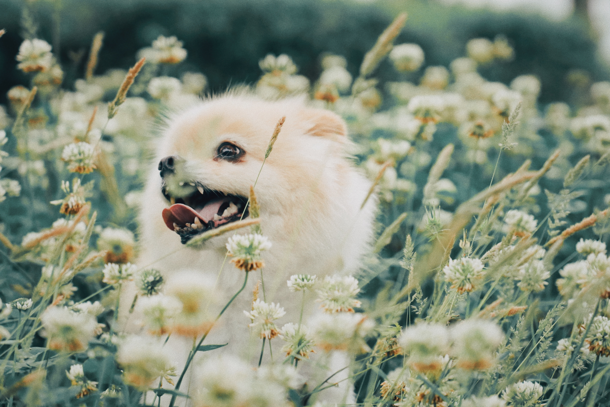 21 Cutest Small and Fluffy Dogs