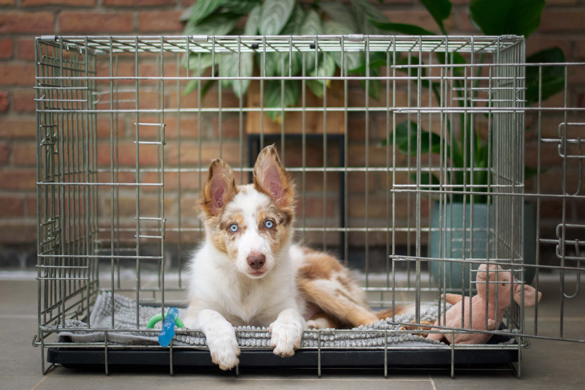 10 Benefits Of Crate Training A Puppy PetHelpful