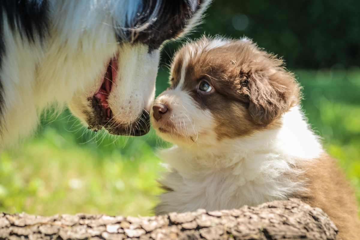 How to Introduce a Young Puppy to an Adult Dog