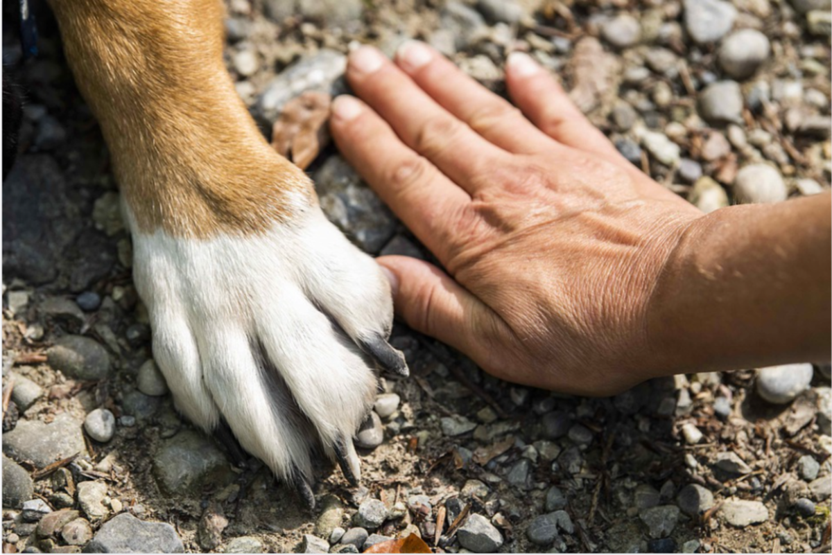 Polydactyly in Dogs (Extra Toes in the Front and Back Legs)