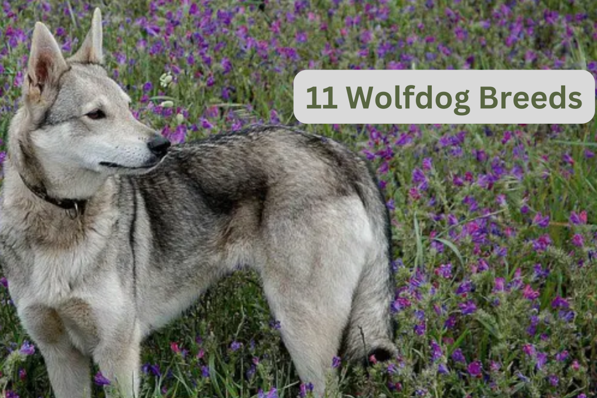 11 Best Wolf Dog Breeds