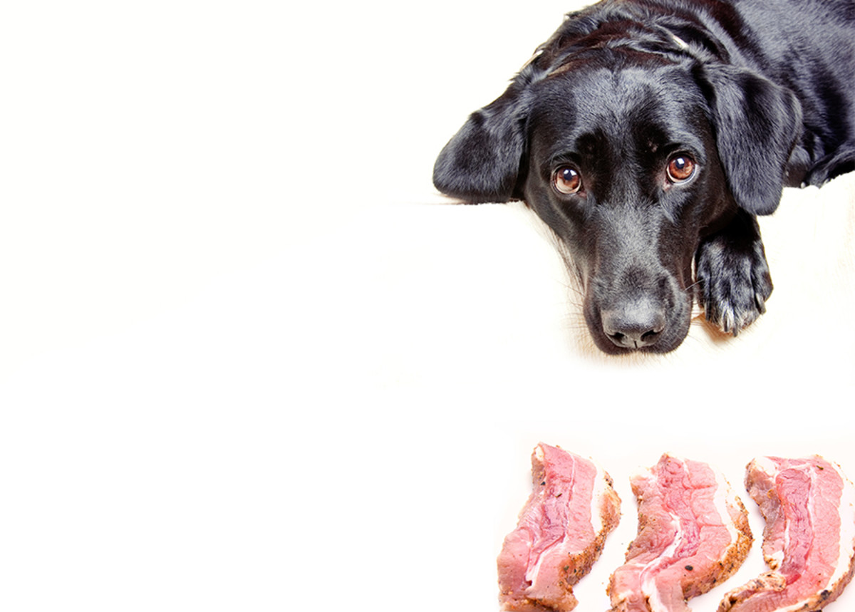 Raw bacon for store dogs