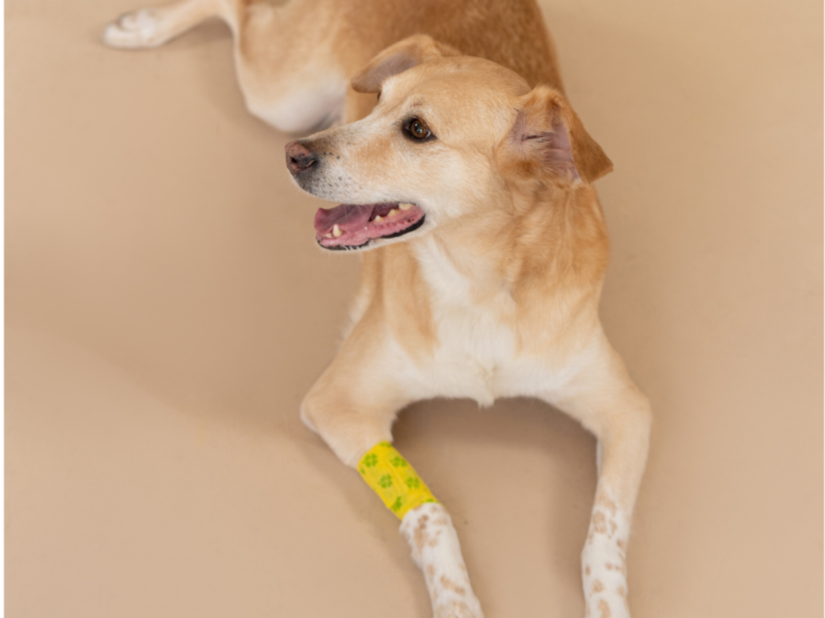 how do you treat a puncture wound on a dog at home