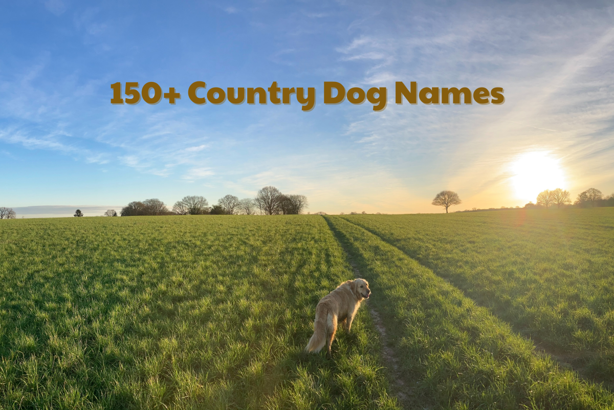 150+ Country Dog Names