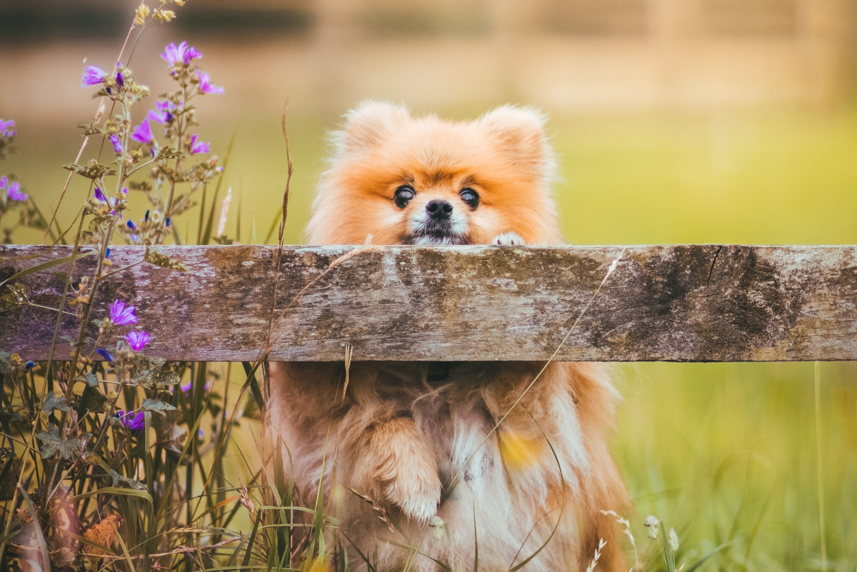 Types of Pomeranians: Dog Breed Information