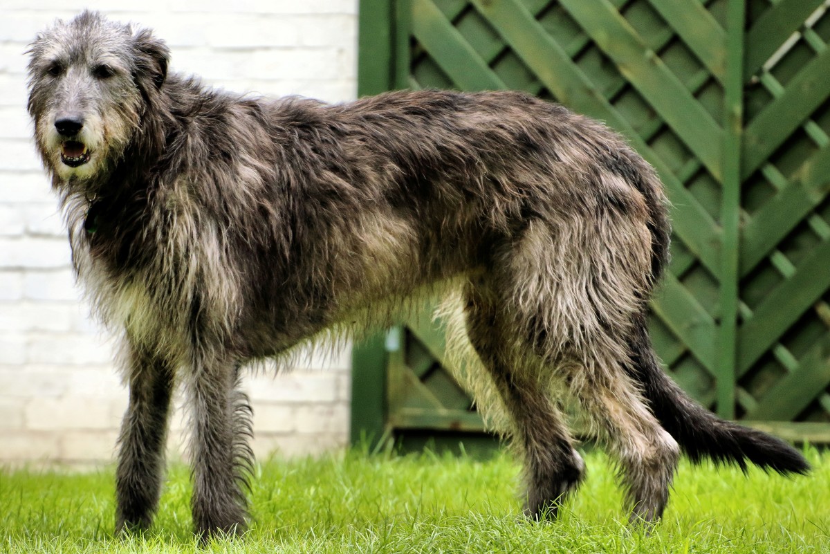 11 Facts About Irish Wolfhounds You Need to Know