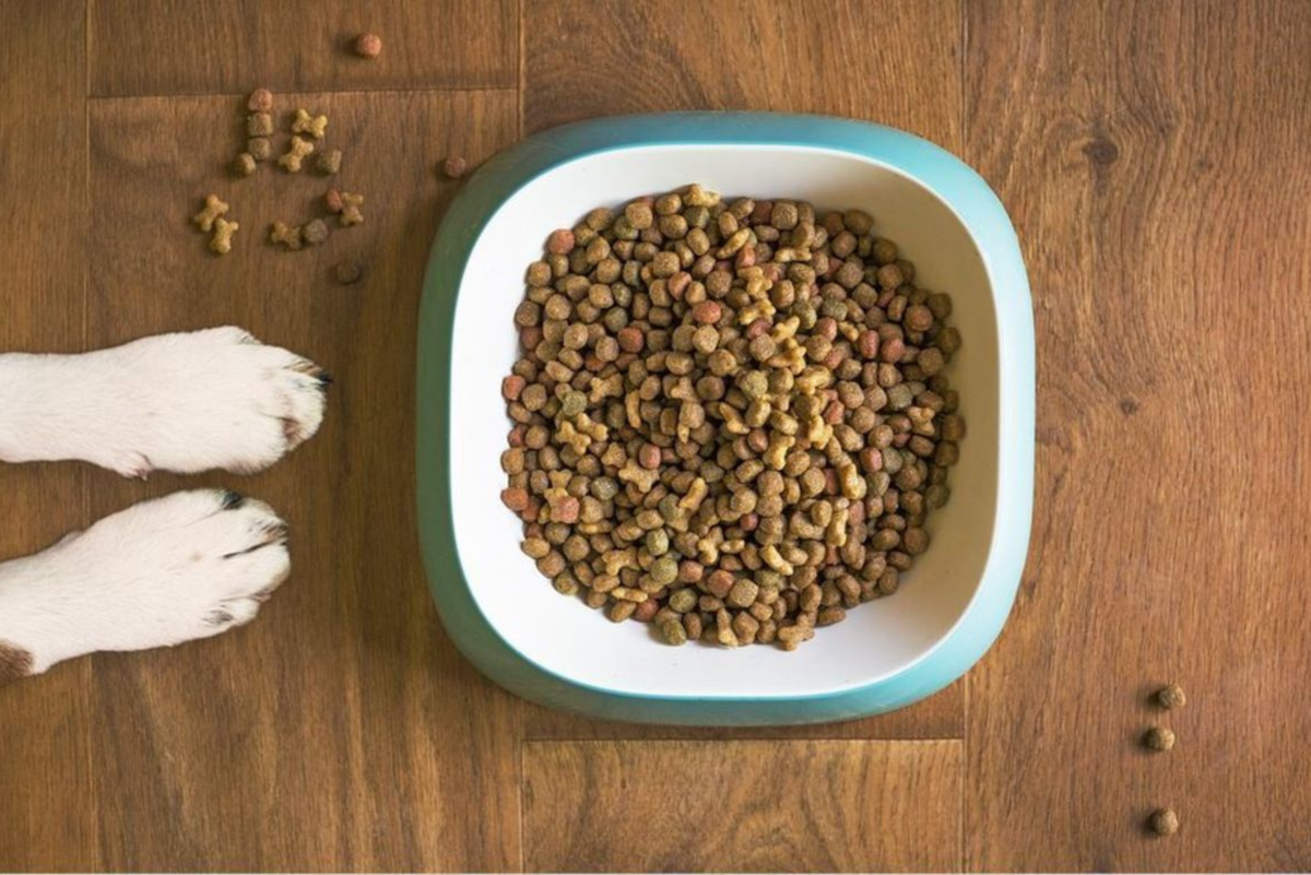 Should You Leave Food Out for Dogs All Day? Free-Feeding Versus Scheduled Meals