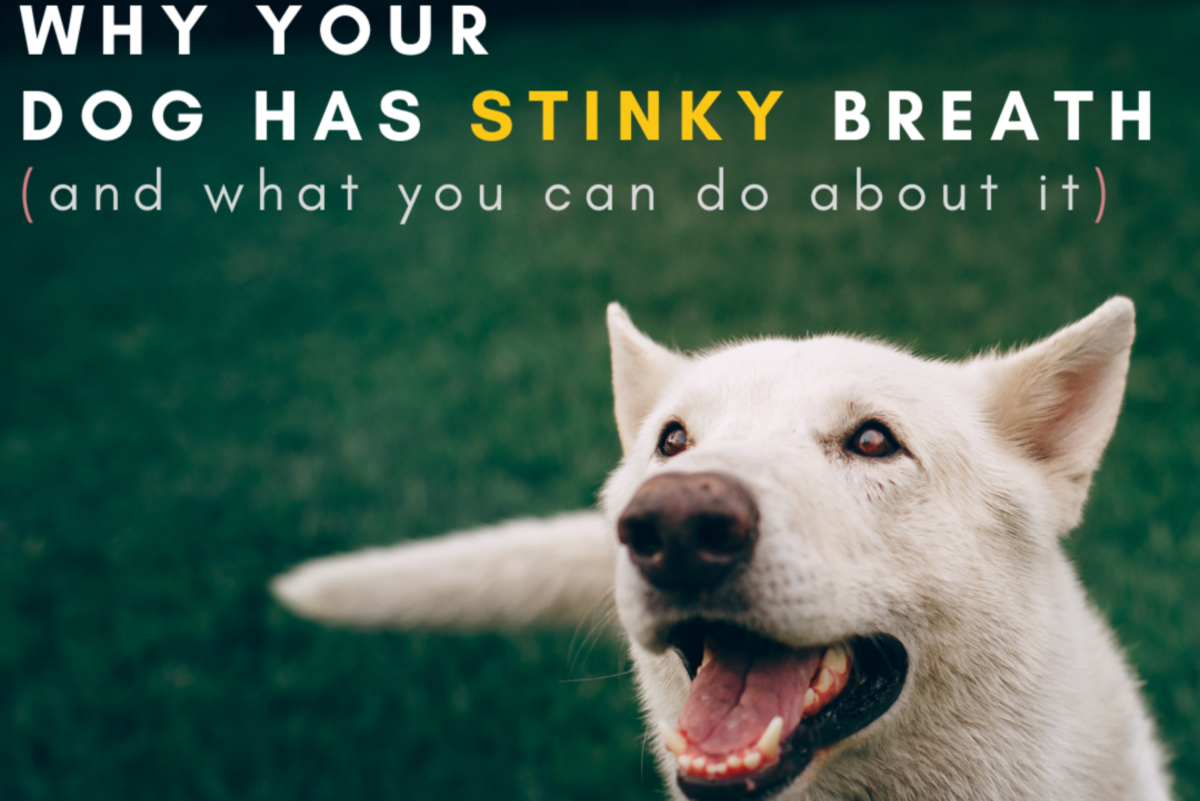 Why Does My Dog Have Bad Breath? (Possible Causes and Solutions