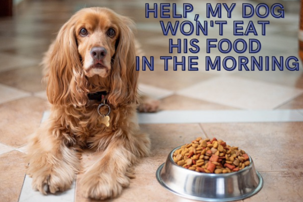 Help, My Dog Won't Eat Food in the Morning