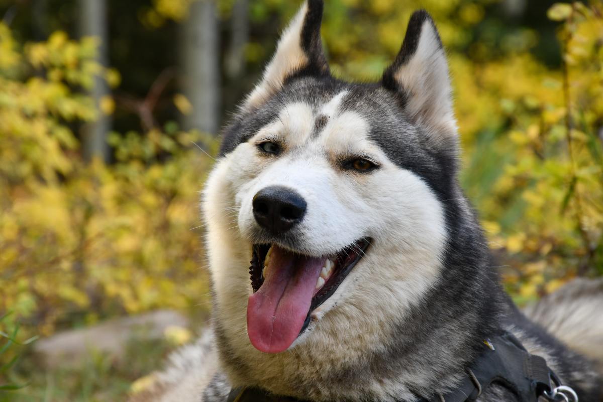 300+ Husky Dog Names (With Meanings)
