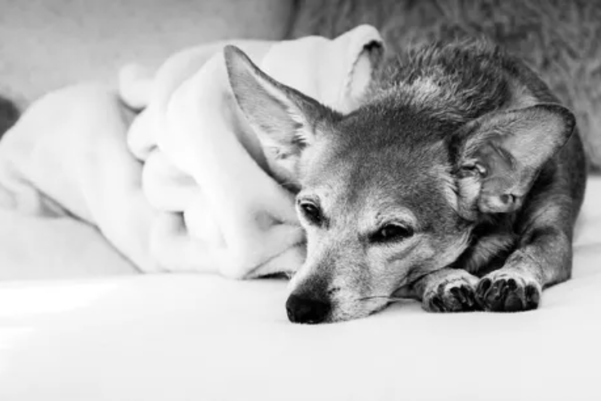 Veterinarian Shares How to Make a Dog Comfortable Before a Euthanasia Appointment