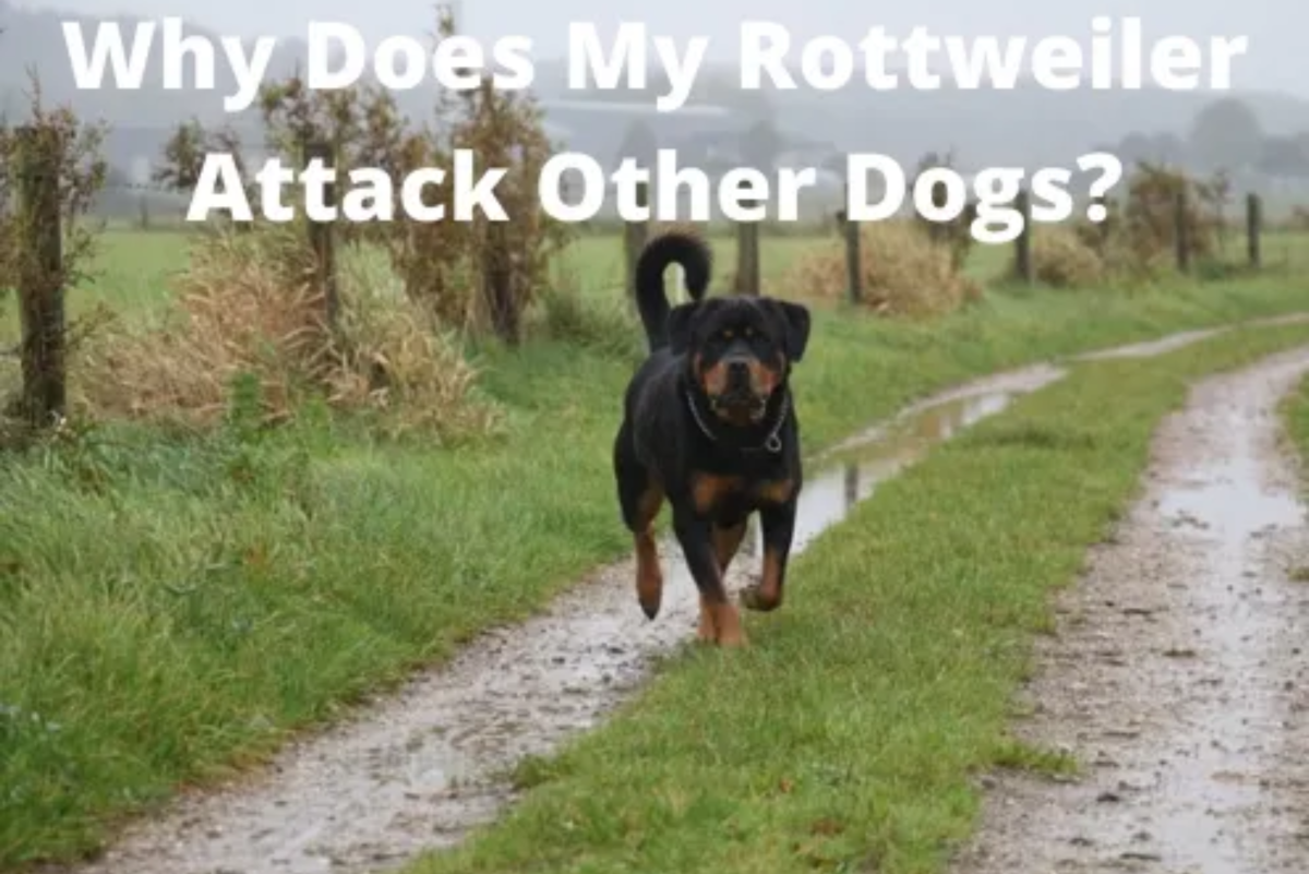 Why Does My Rottweiler Attack Other Dogs?