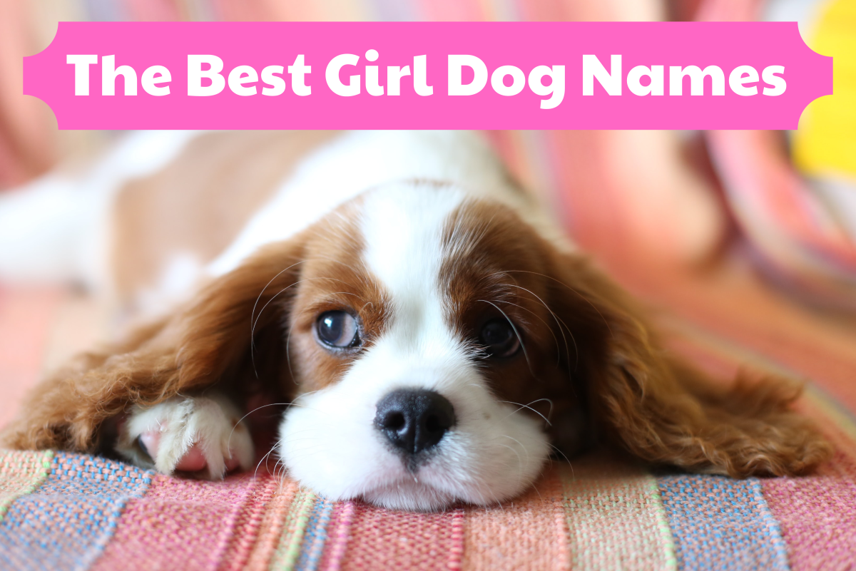 200+ Best Girl Dog Names - PetHelpful