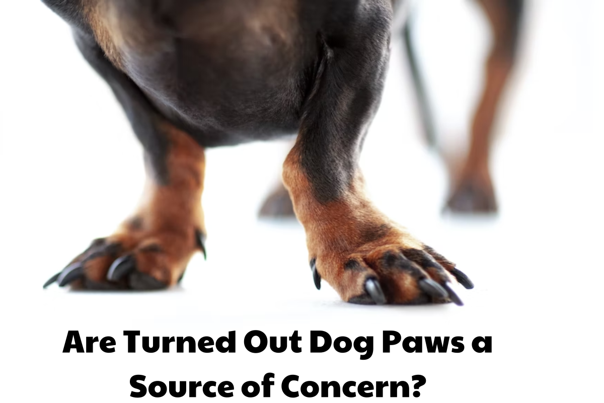 Why Do My Dog's Front Paws Turn Out?