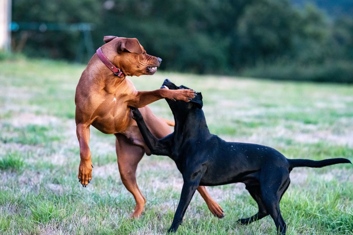 What Causes Dog-to-Dog Aggression and How to Stop It