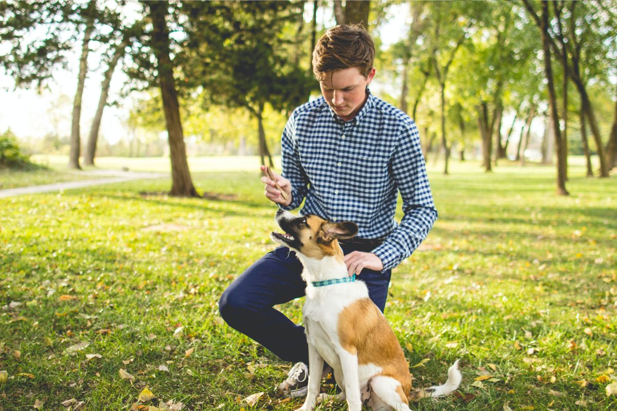 How to Train Your Dog to Take a Bow (With Video Demonstration)