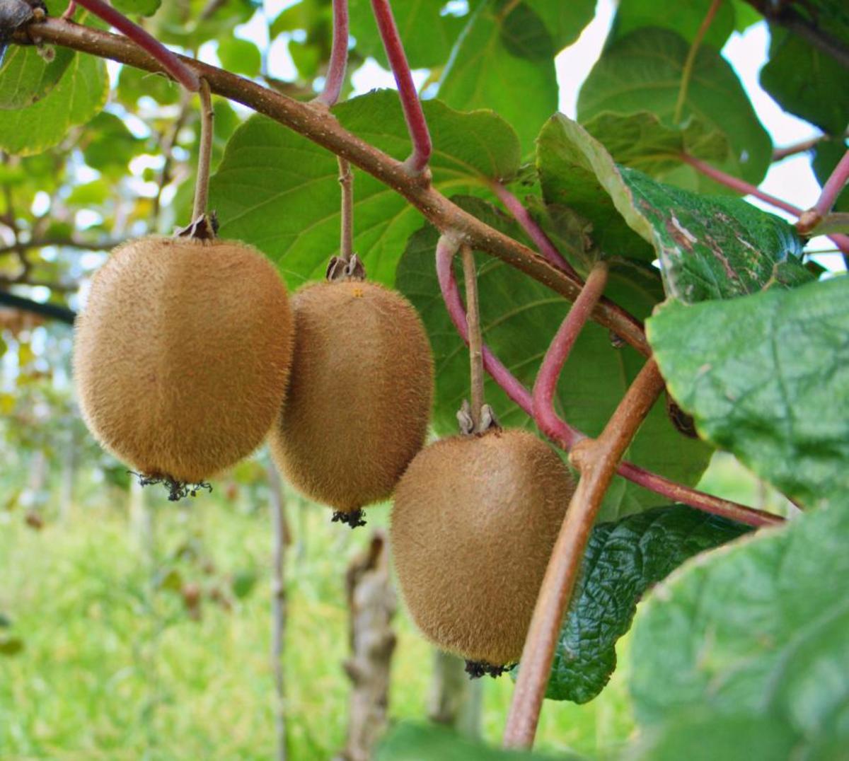 A Step-by-Step Guide to Cultivating Kiwi Vines
