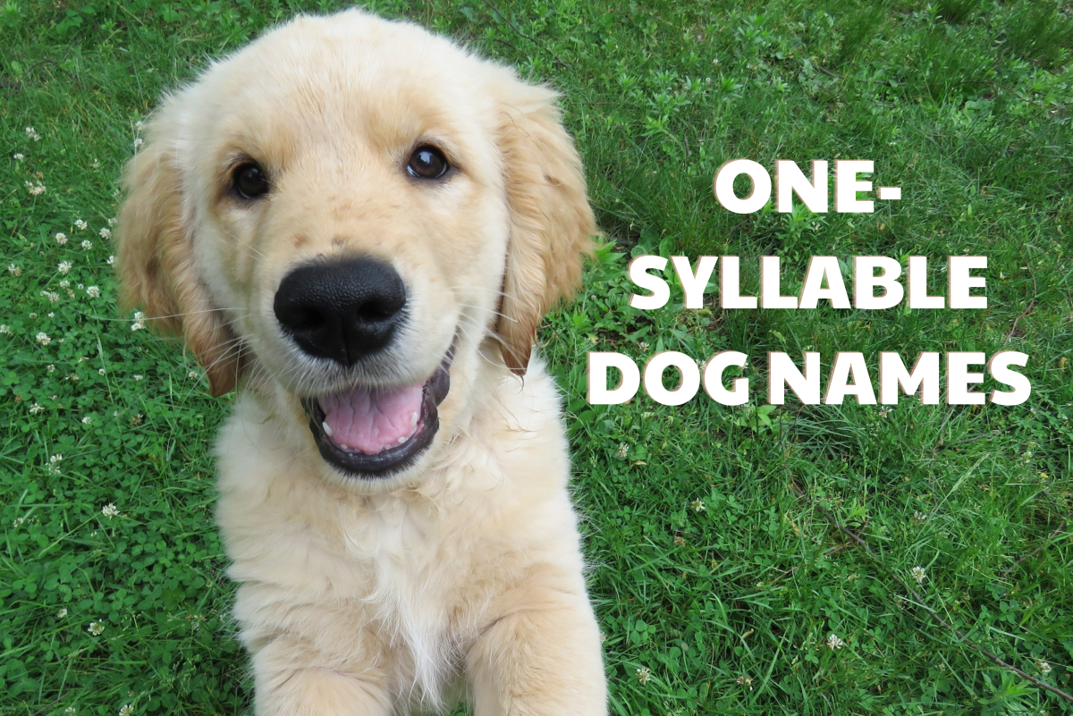 350+ One-Syllable Dog Names (With Meanings)