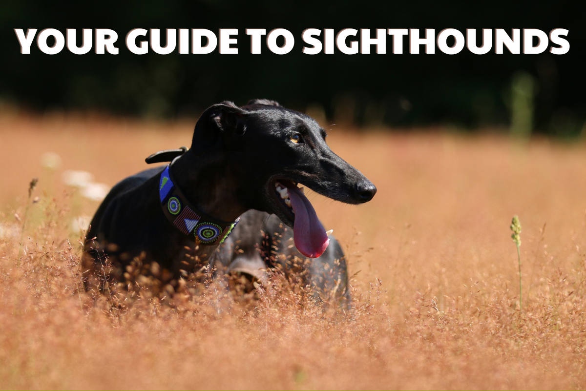 A Guide to 21 Sighthound Breeds