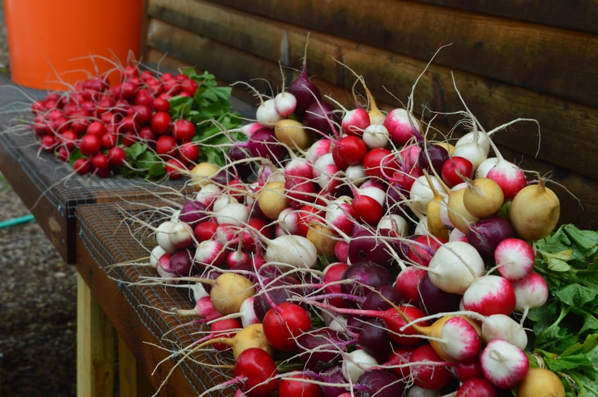Growing Your Own Radishes From Planting to Harvest