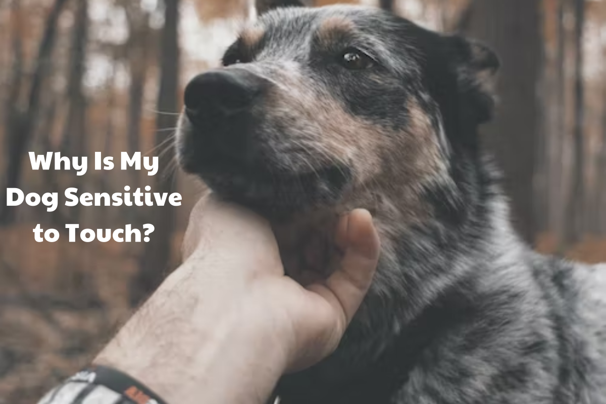 Why Is My Dog Sensitive to Touch? Tips for Dogs Who Hate Being Touched