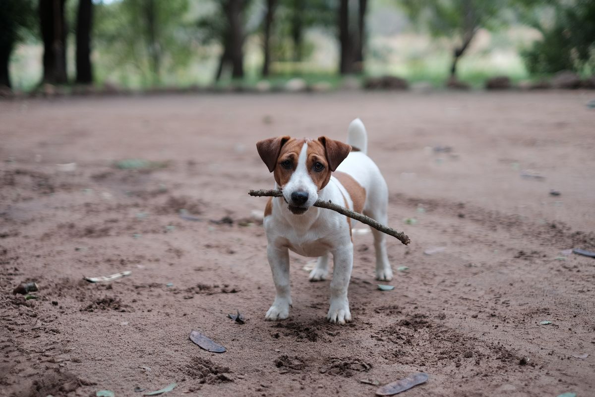 Why Is Your Dog Obsessed With Playing Fetch?