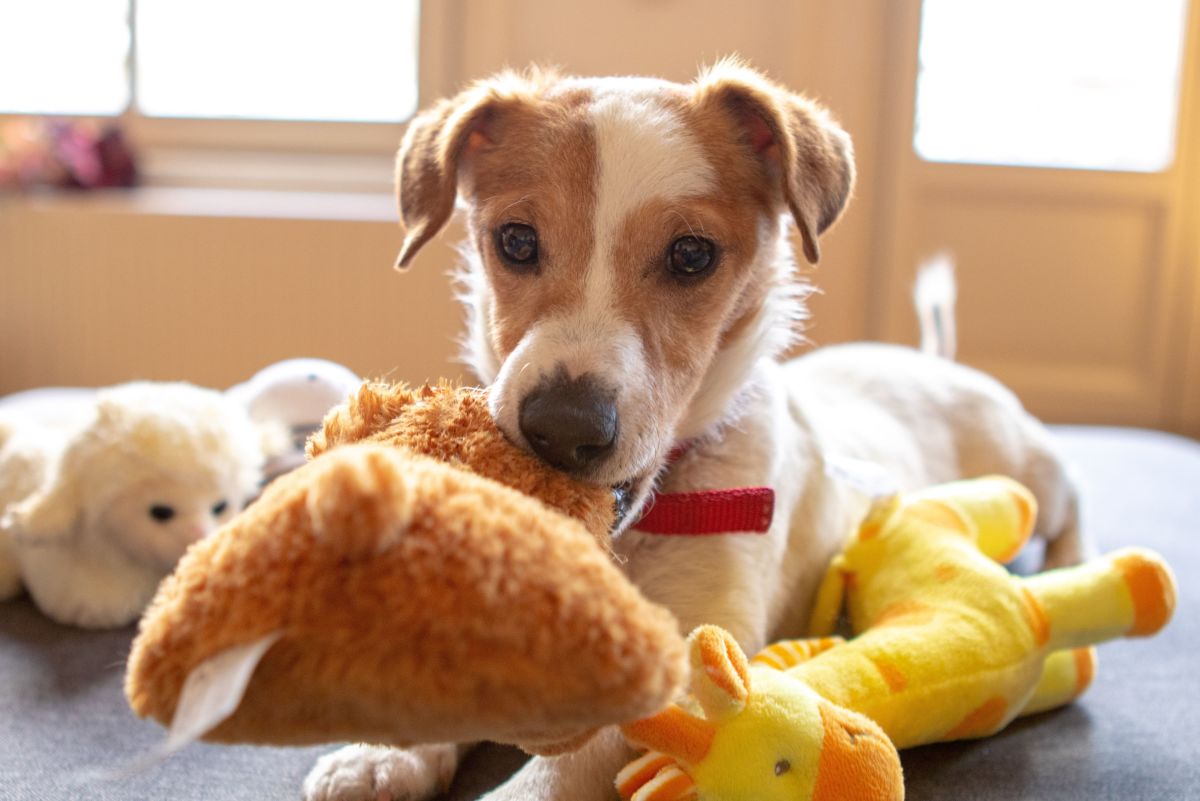 The Real Reason Dogs Go Crazy for Squeaky Toys