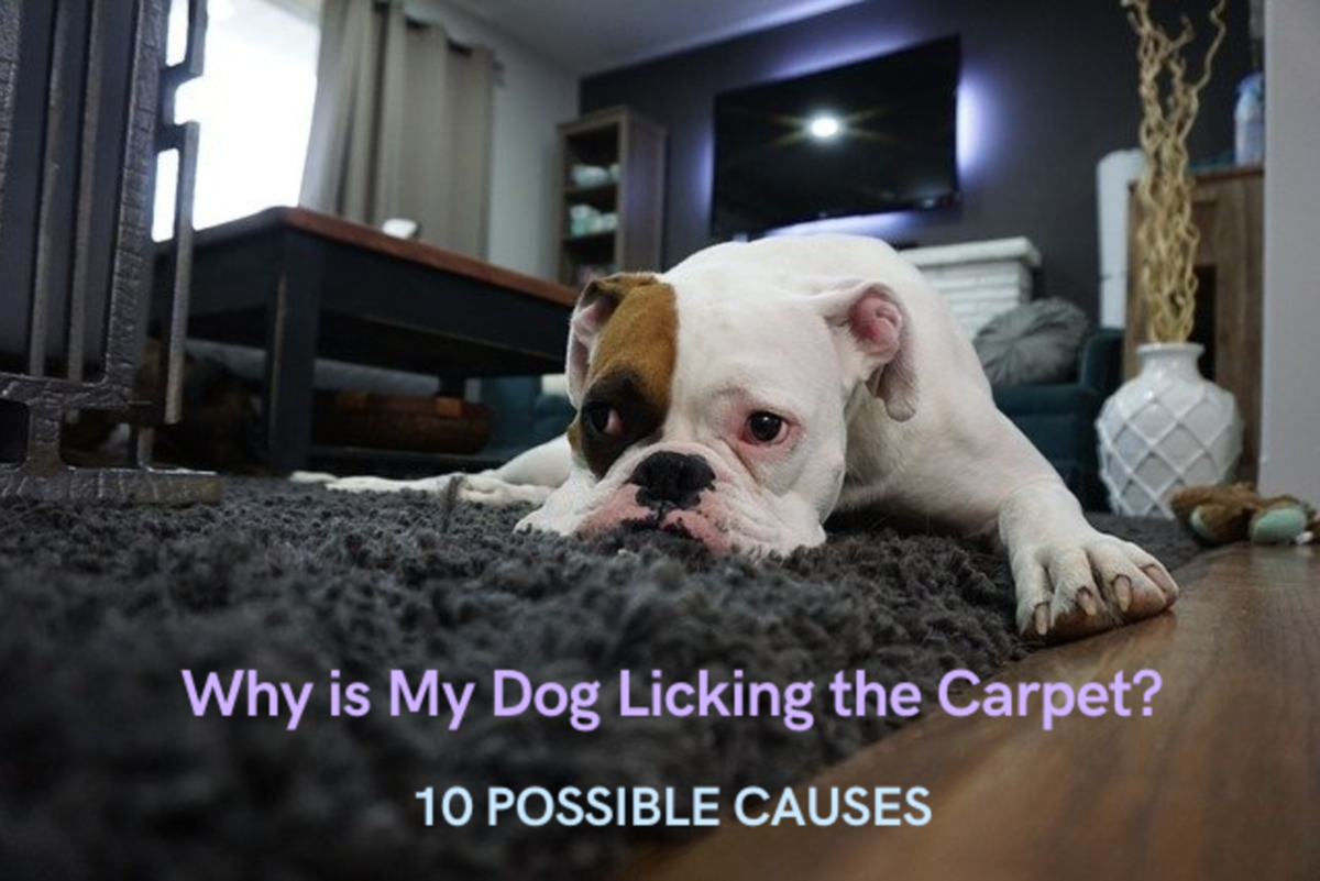 10 Reasons Your Dog Is Licking The Carpet PetHelpful