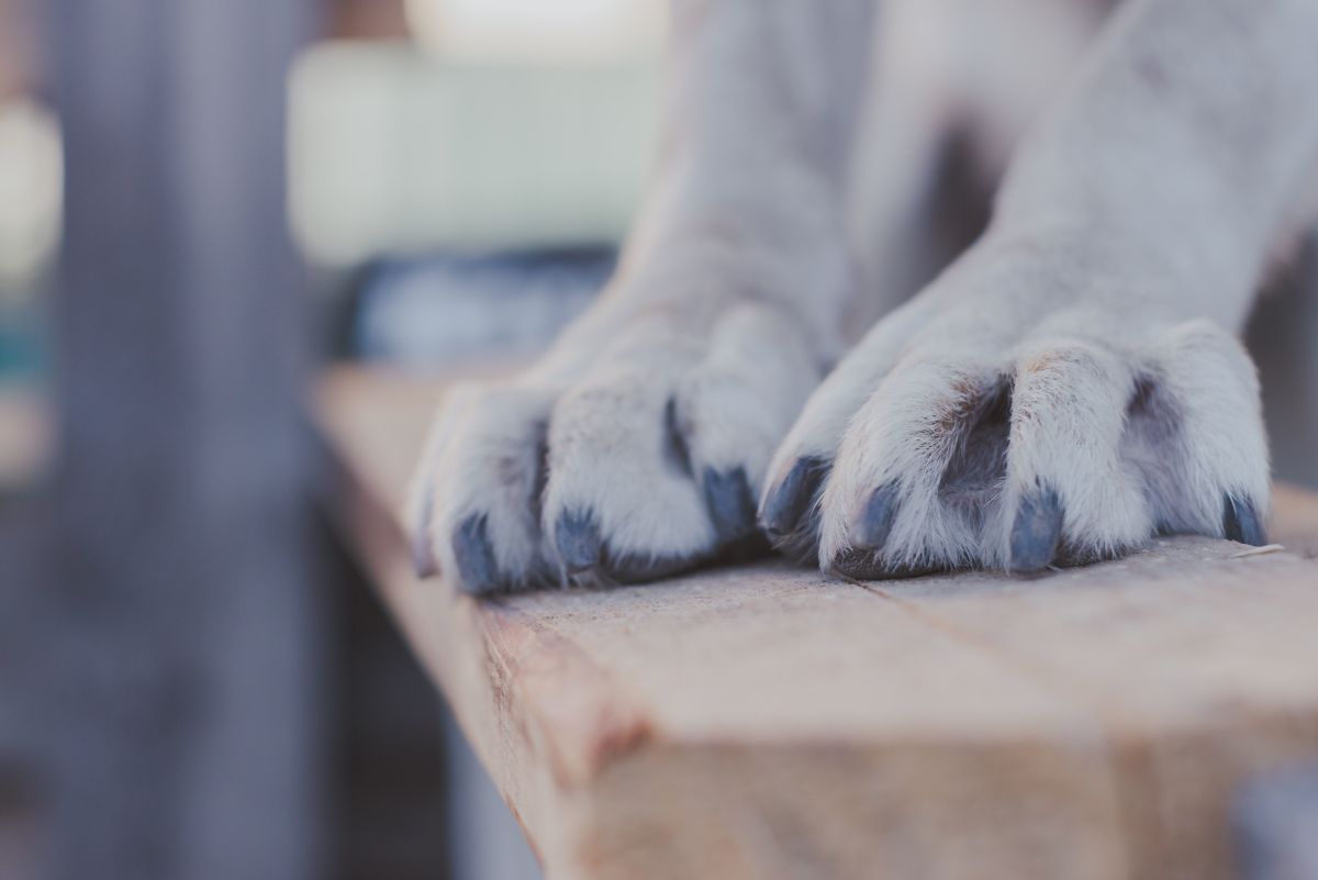 10 Dog Breeds With Webbed Feet (and Why)