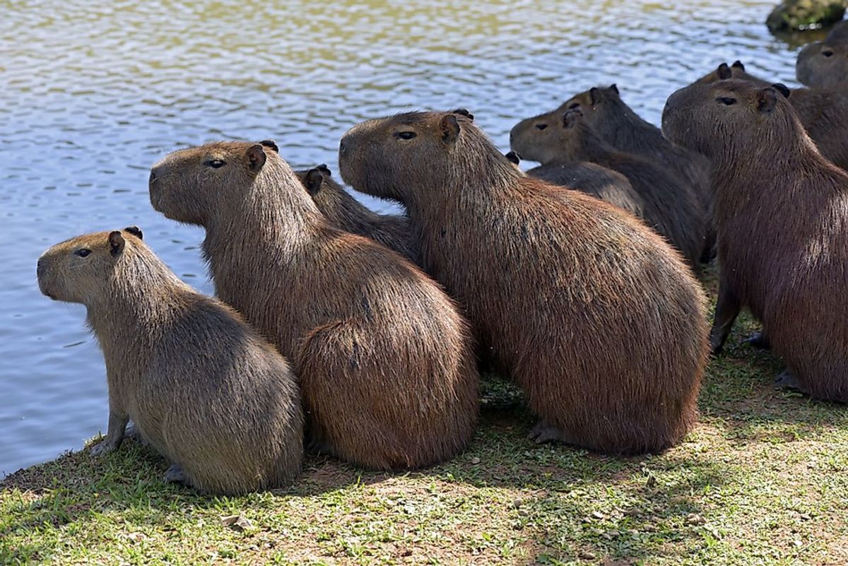 A Capybara Is The Largest Rodent In The World And The Ultimate Social   Capybara The Largest Rodent In The World Barks Like A Dog And Runs Like A Horse 